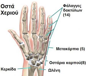 orthosoma